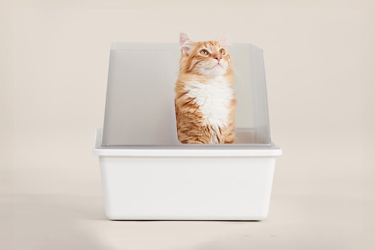Cubby Modern Cat Litter Box with High Walls