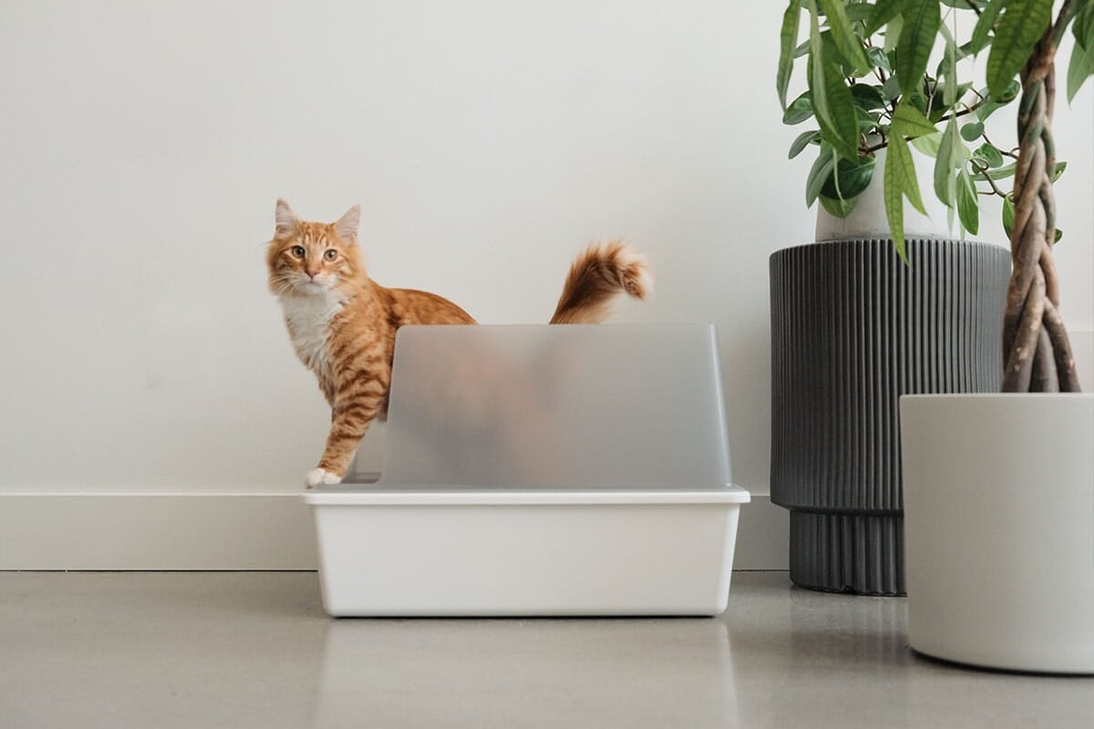 Cubby Modern Cat Litter Box with High Walls