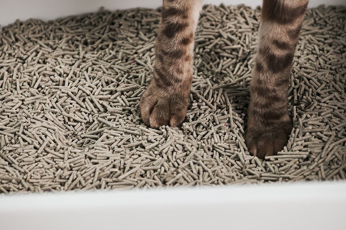 Cubby Modern Cat Litter Box with High Walls