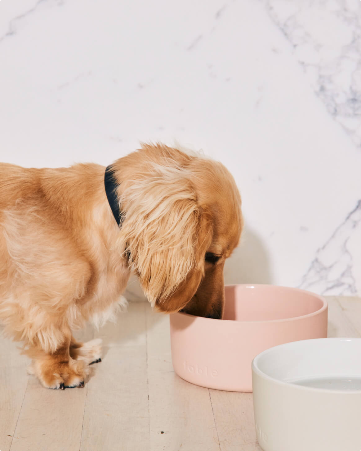 Ceramic Antimicrobial Pet Bowl with Weighted Base