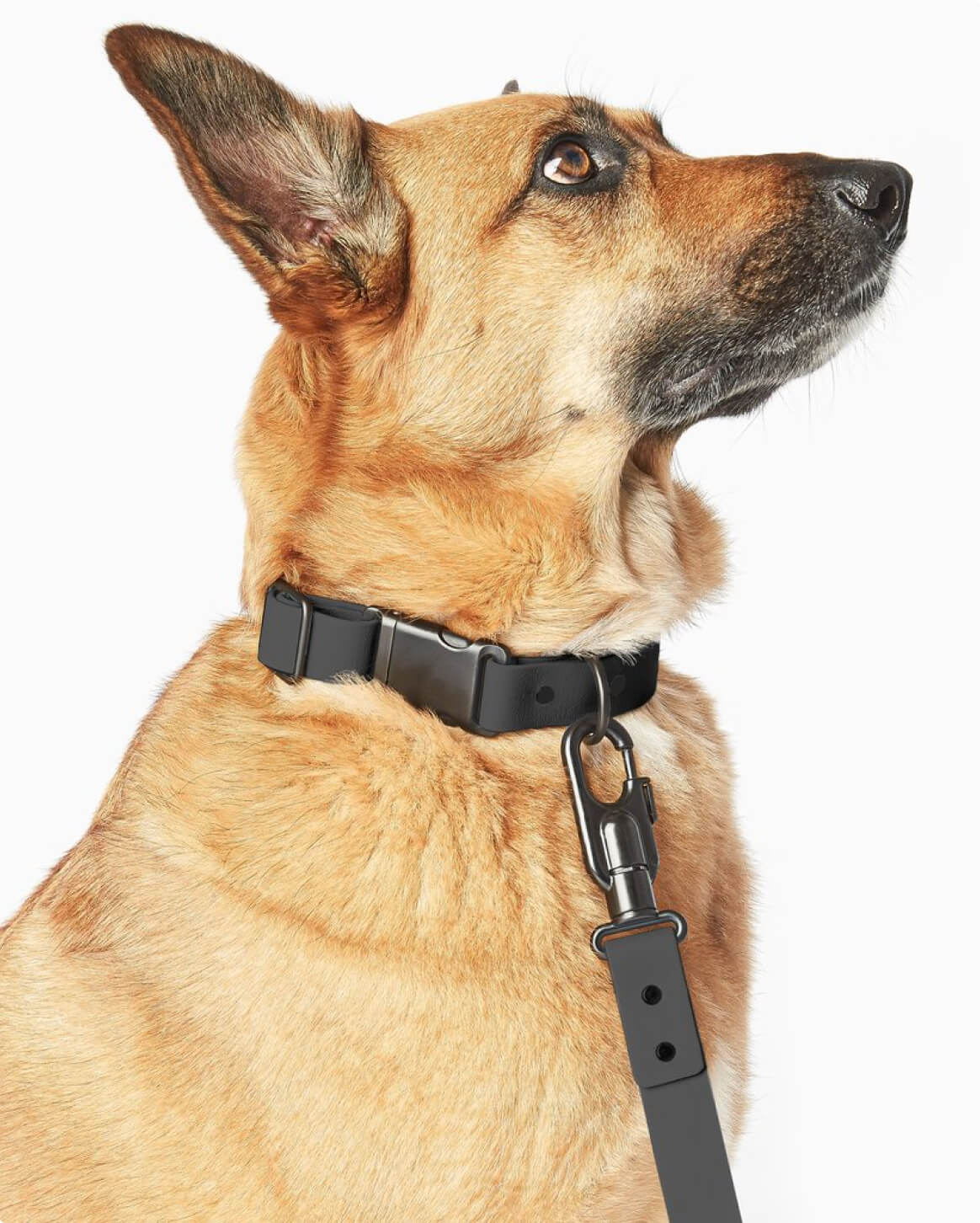 Signature Collar Personalized