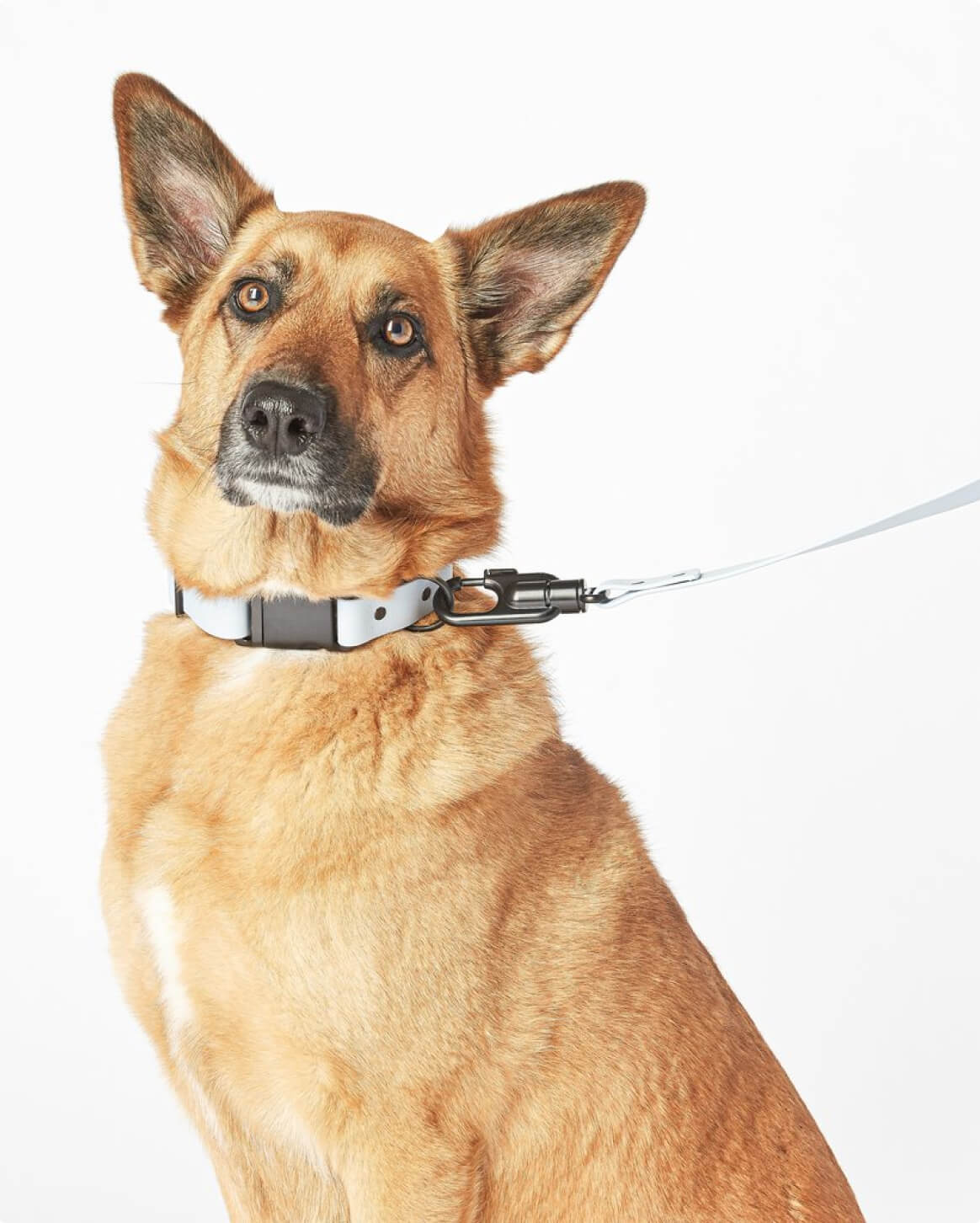 Signature Dog Collar with Auto Buckle