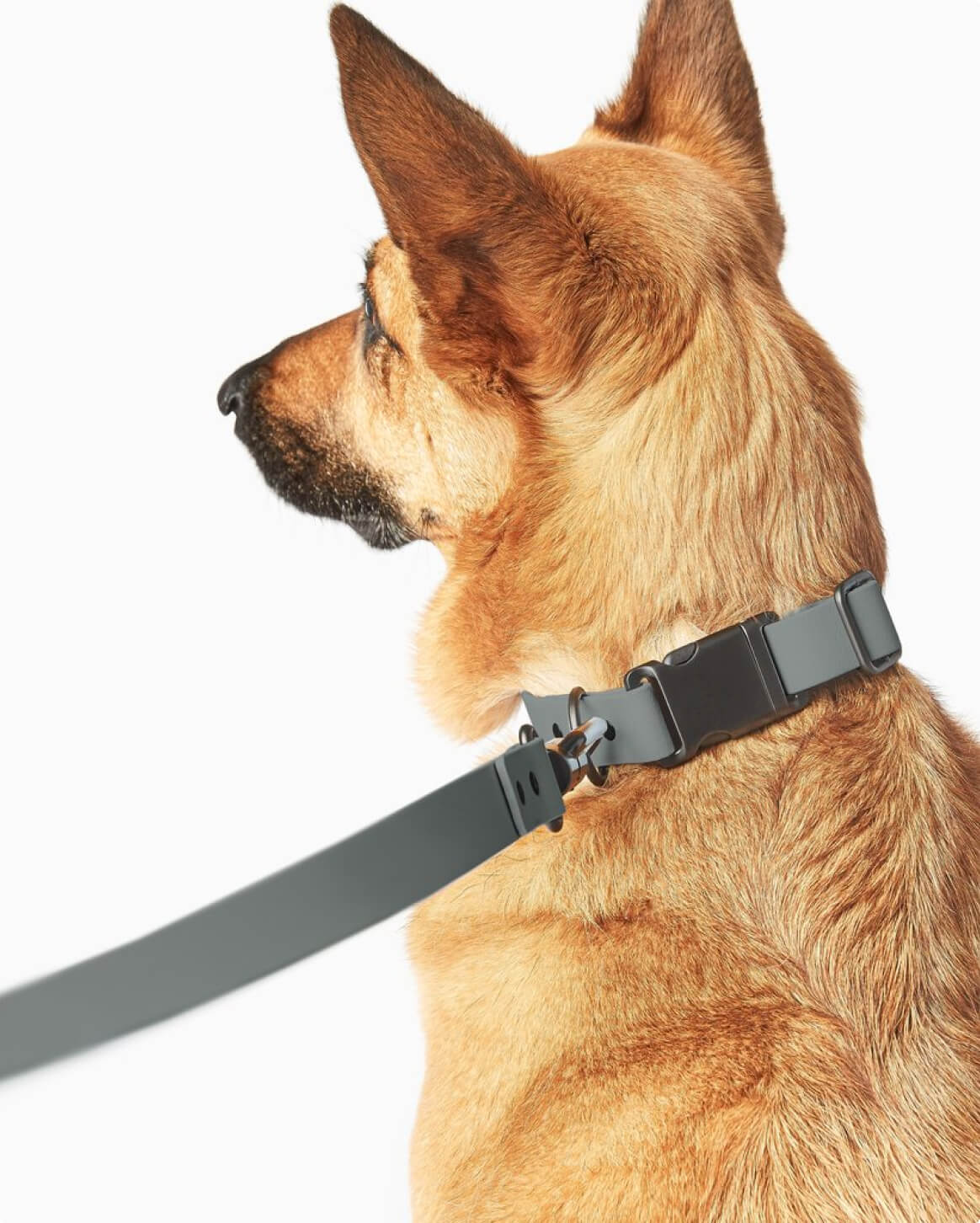 Signature Collar Personalized