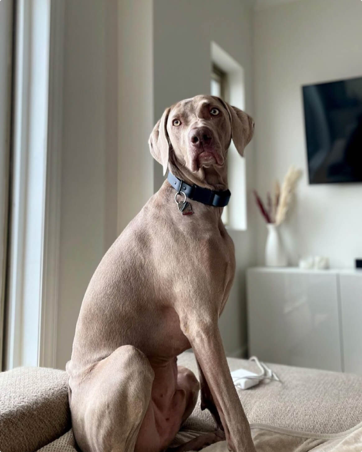 Signature Dog Collar with Auto Buckle
