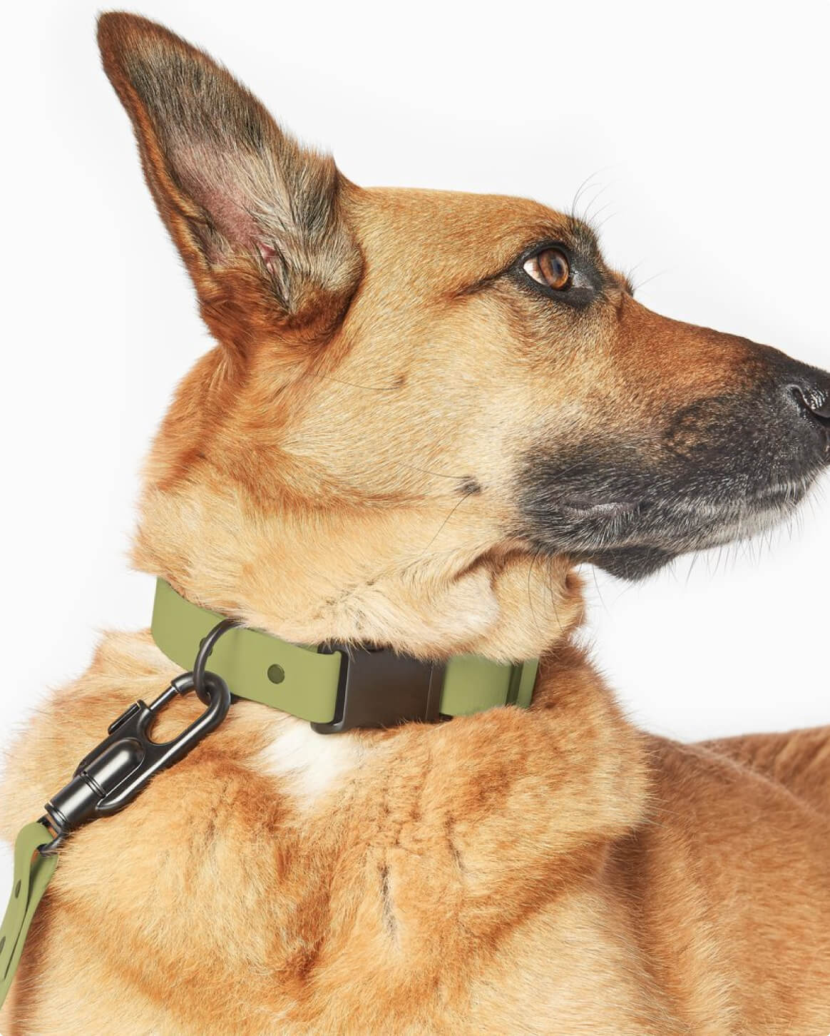 Signature Dog Collar with Auto Buckle