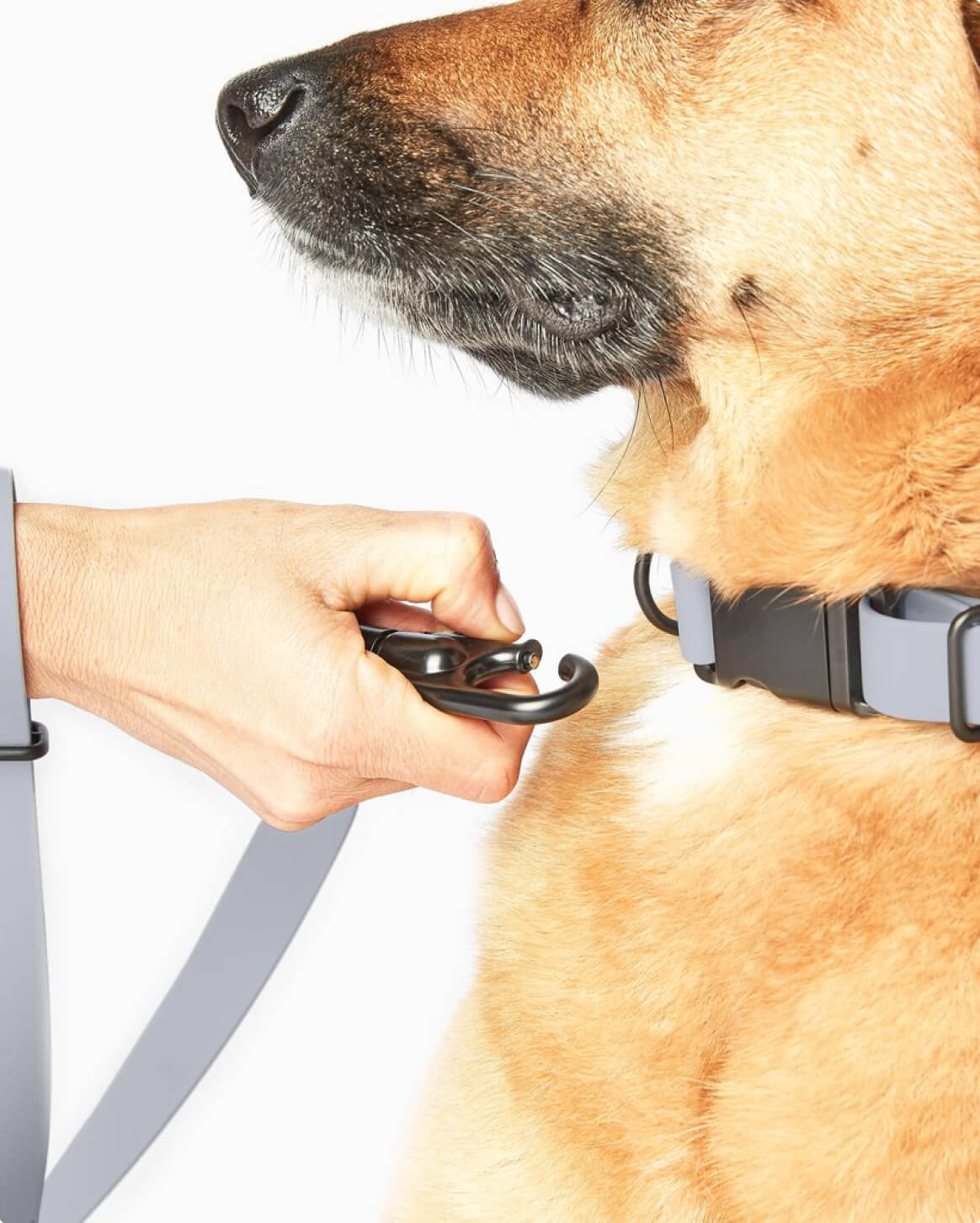 Signature Dog Collar with Auto Buckle