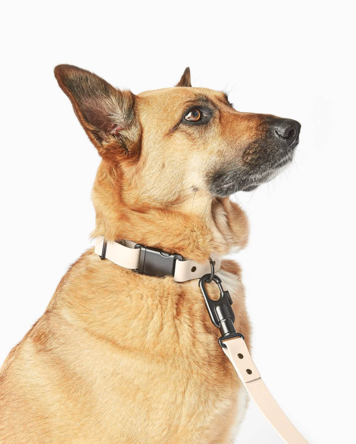 Signature Dog Collar with Auto Buckle