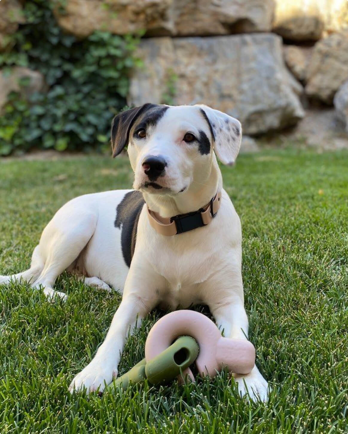 Signature Dog Collar with Auto Buckle