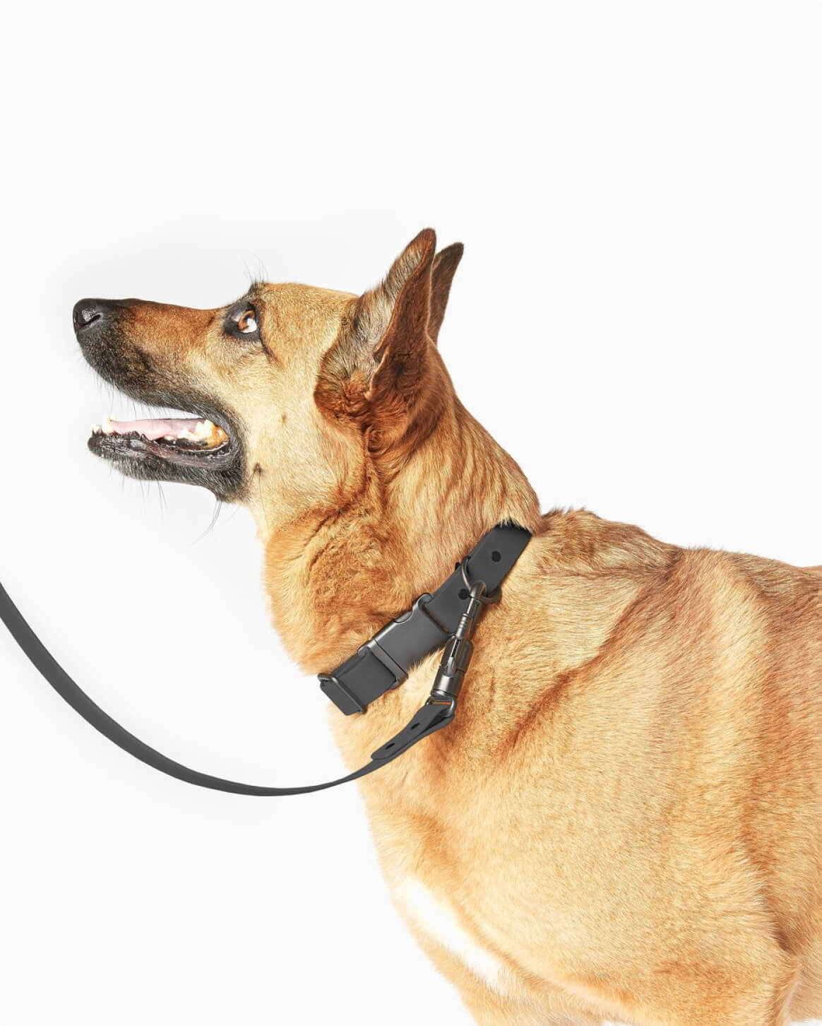 Waterproof Signature Dog Leash – Shadow