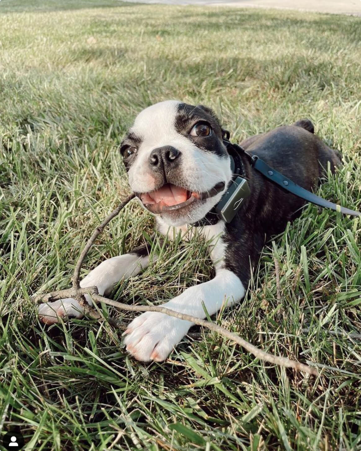 Waterproof Signature Dog Leash – Shadow