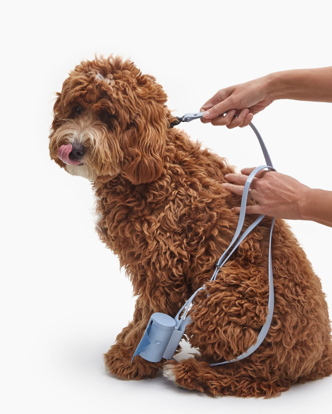 Waterproof Signature Dog Leash – Shadow