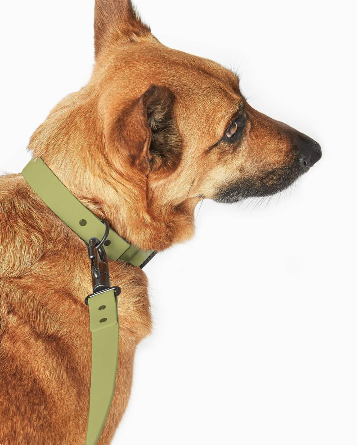 Waterproof Signature Dog Leash – Shadow