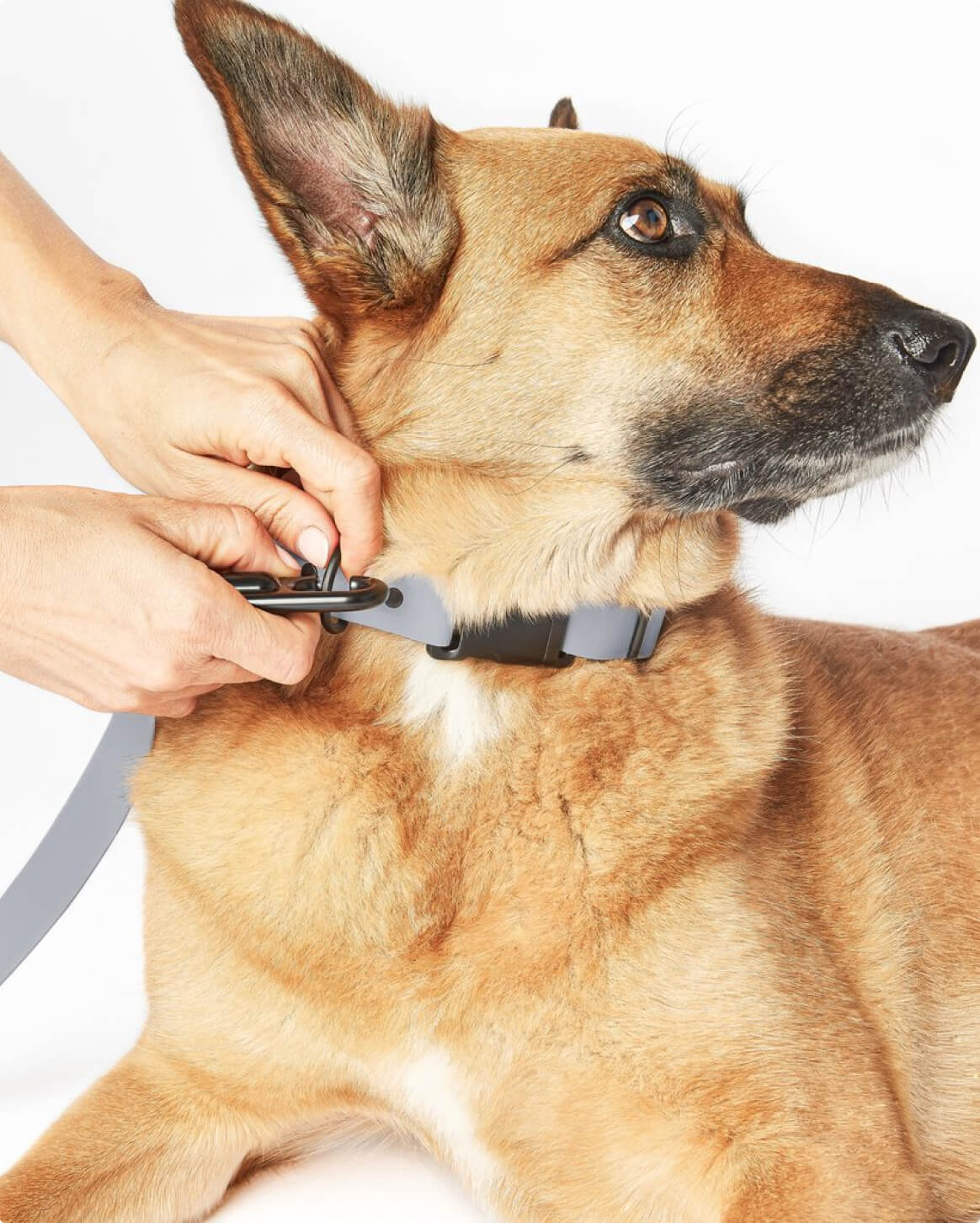 Waterproof Signature Dog Leash – Shadow
