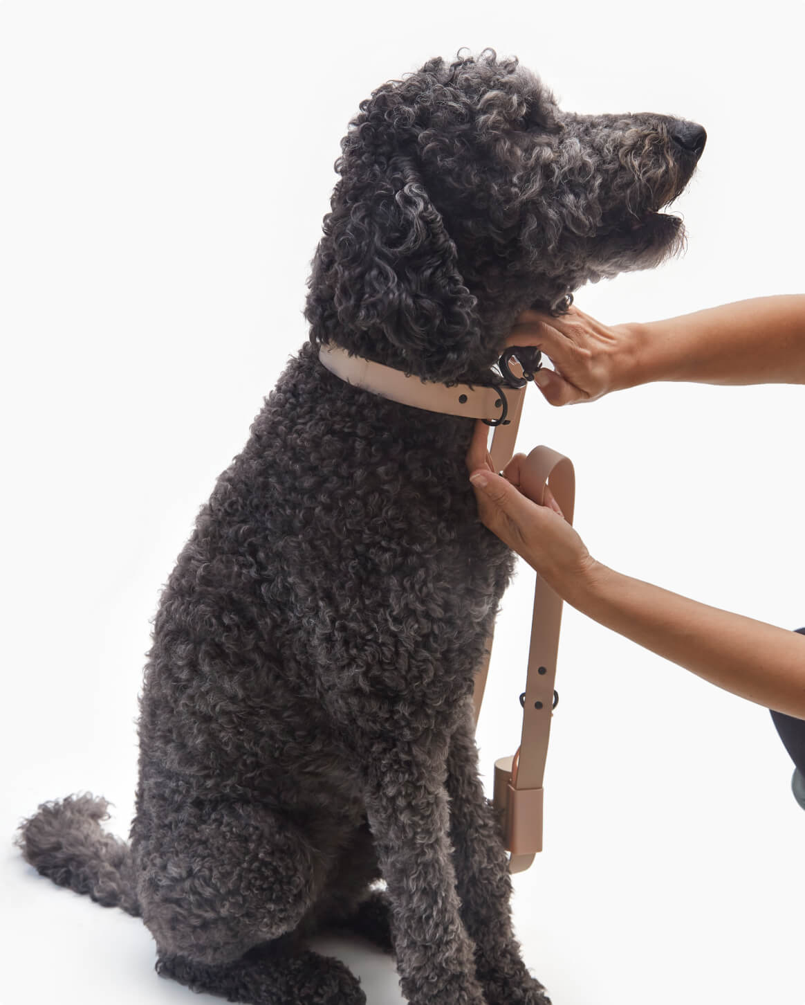 Waterproof Signature Dog Leash – Shadow
