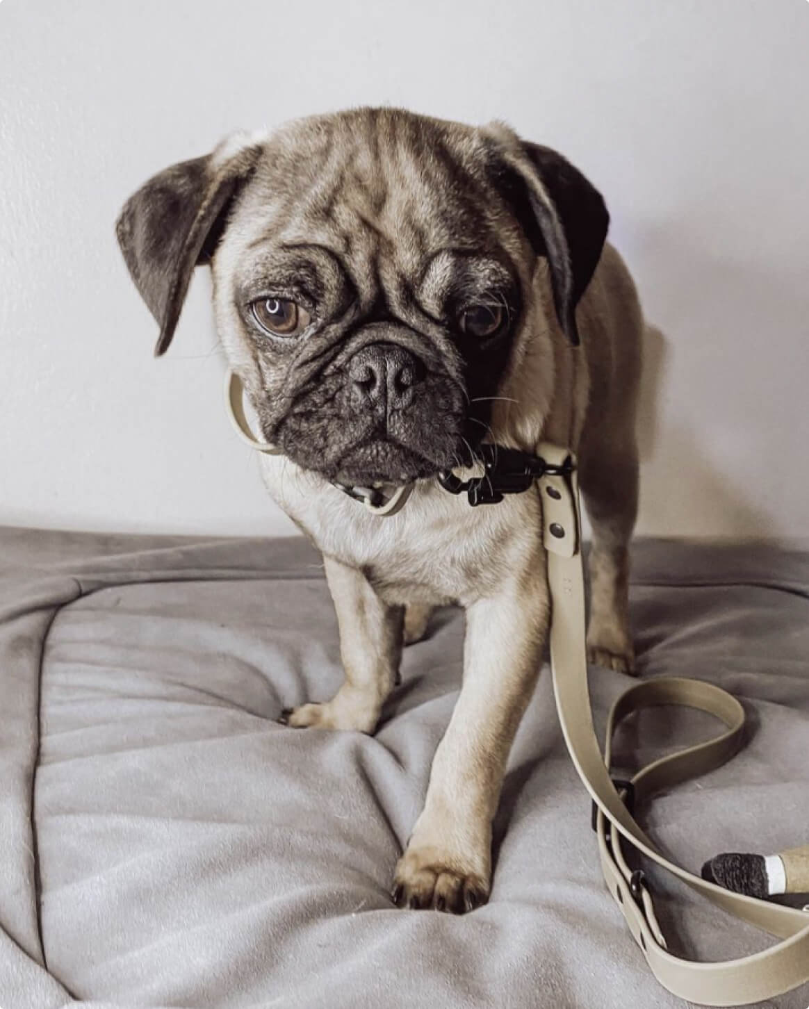 Waterproof Signature Dog Leash – Shadow